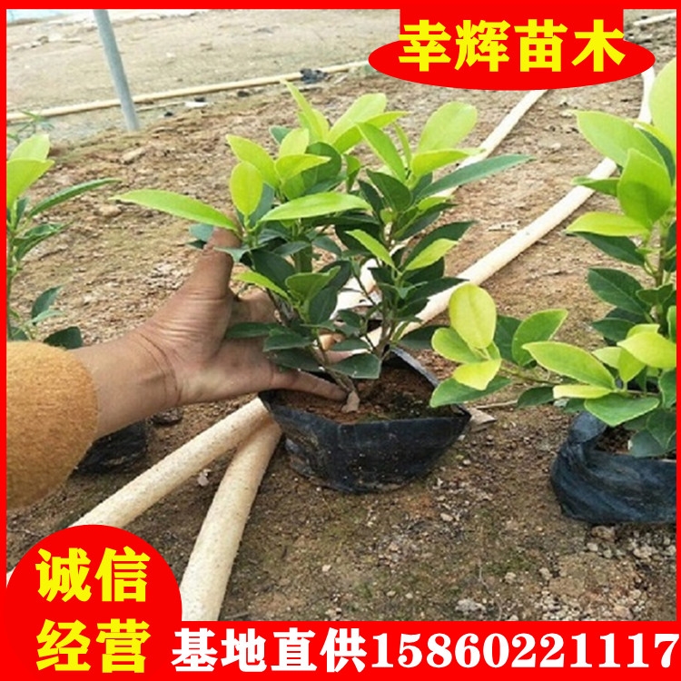 SŴl15-30cmجF؛ҎRȫ