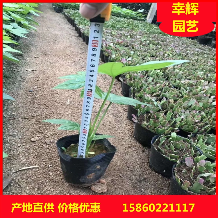 ˽ǽP ëҎ ̾G ƷNRȫ ă