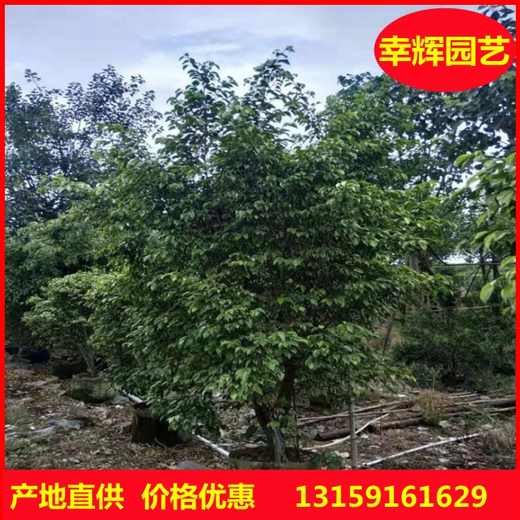 ~ŵ̓r(ji)l(f)ع؛ @־^̹(yng) ƷNRȫ Gľ