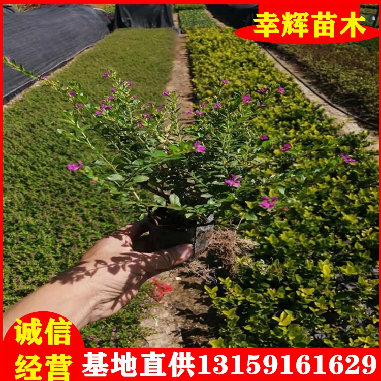 Mǻ绨L(zhng)رֲ﹤̾Gľe@رֲ