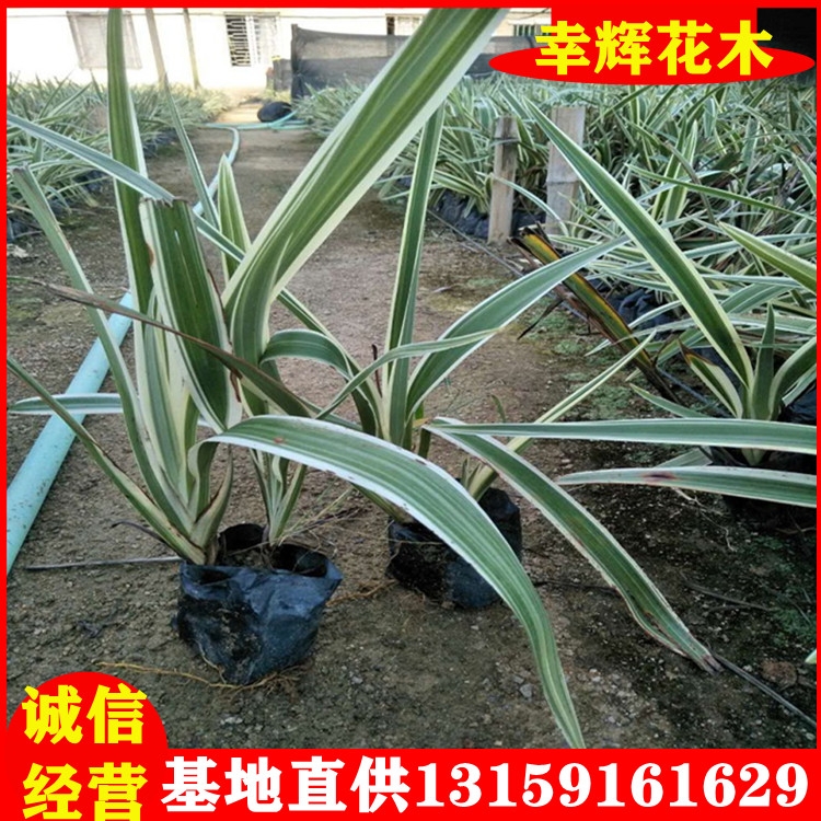 ɽmly߅ɽm@־G̷NֲľҎ񹩑