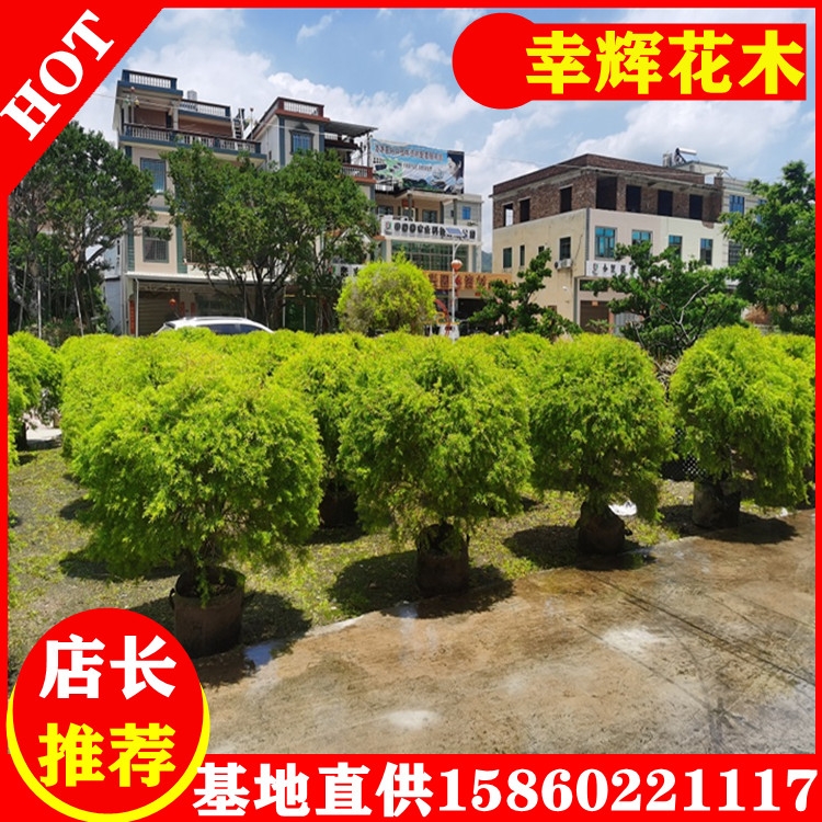 S1.5-2΃NҎRȫԼľgӭxُ