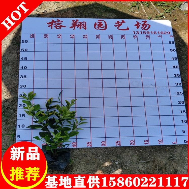 ɭŮؑСlG̈@ľl׷Nֲɻʸ