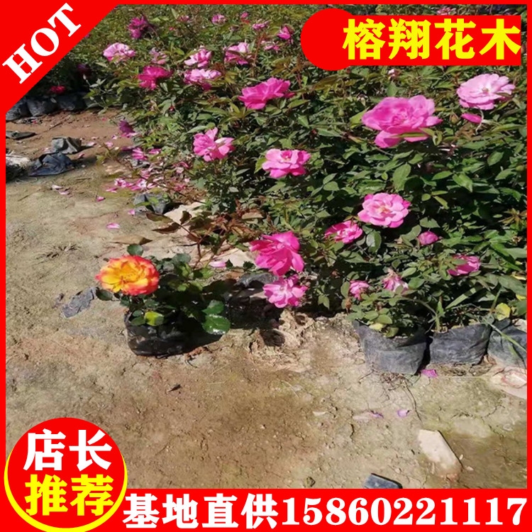 S¼¼شNҎRȫִ֧l