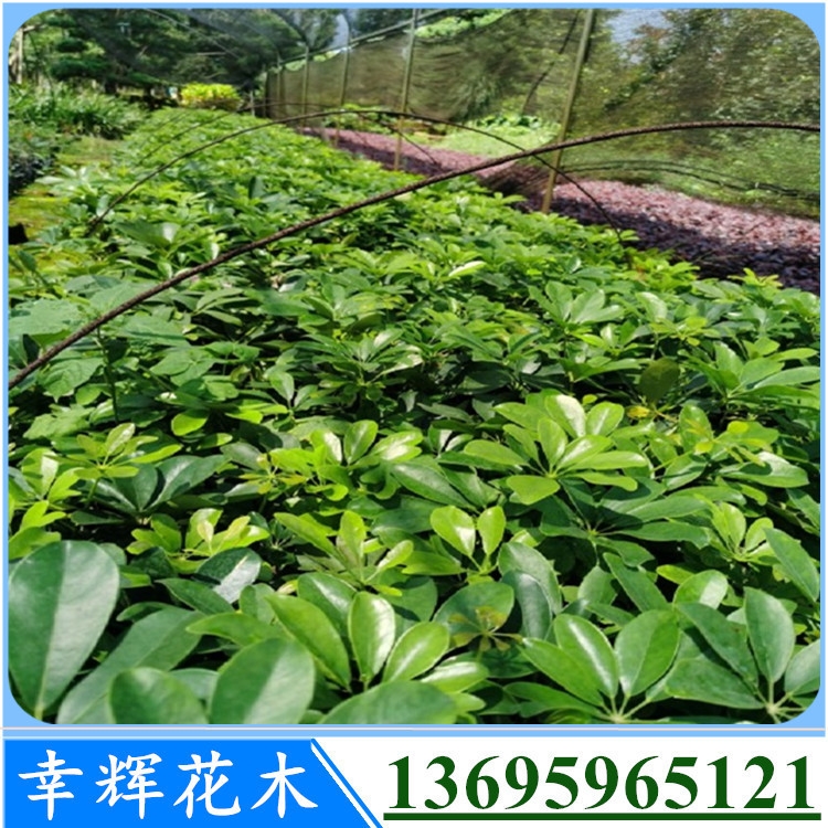 ZƲ l_ľ Sֱ С^@־^ G