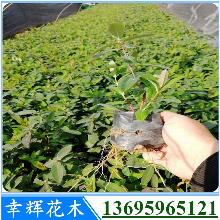 zҴֱF(xin)؛ُ(gu)Ҏ(gu)Rȫͺ3000ֻ֧