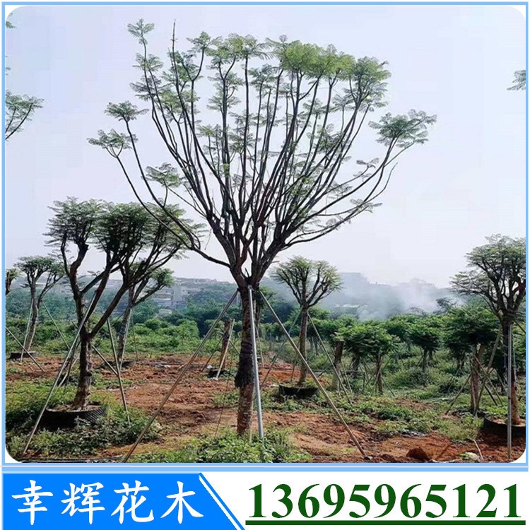 {麘κ׷Nֲ·GlN̹ľ30