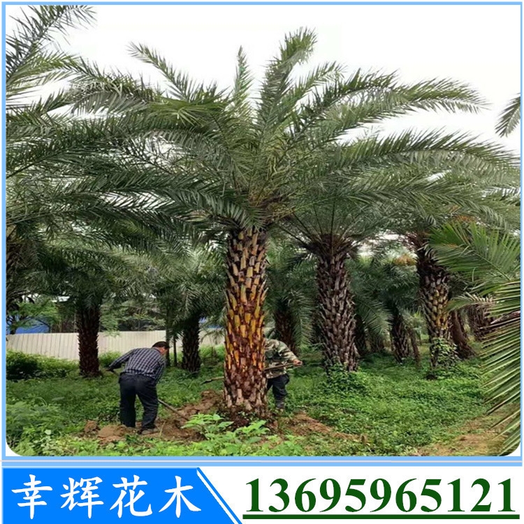 ݾGľ֮l(xing)l(f)(yng)Ж|U1.5mЖ|ֲ