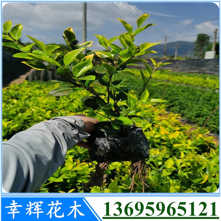 ɭŮֱؑF؛ɭŮֲؑСбl؛