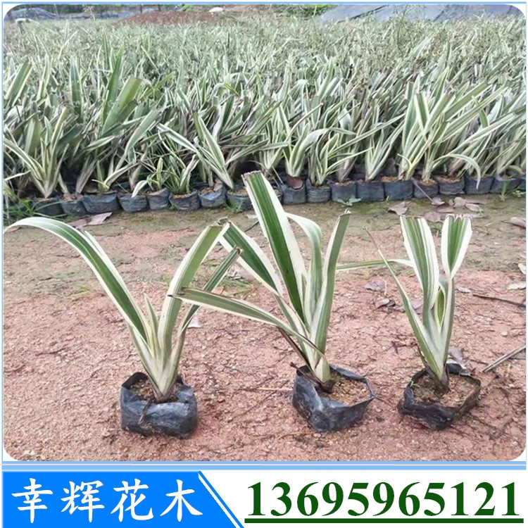 2020ľ¸֮·ΑxNֲɽm