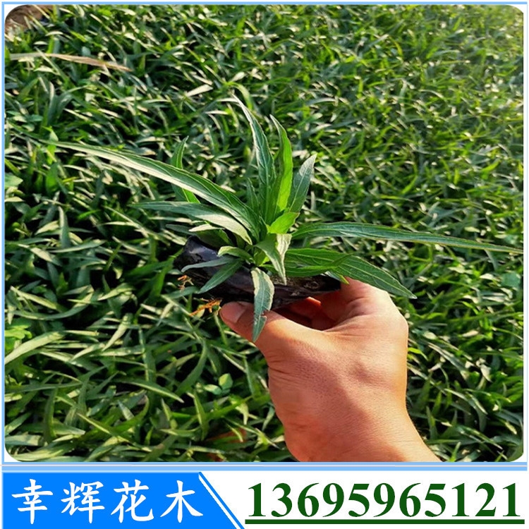 r(nng)Ԯa(chn){ľl(f)mС籭ɿ܇