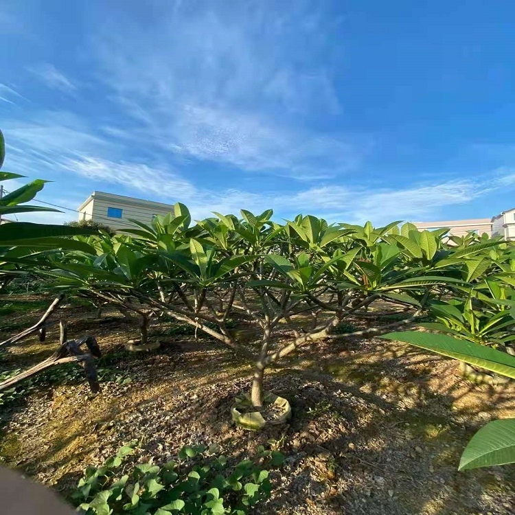 uFtɫuSɫuȸNҎƷN8-15450