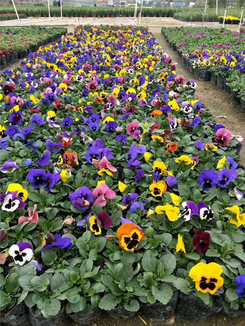 Nɫ ľЬF(xin)؛l(f)؛