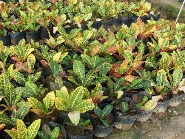 a(chn)Ѓr񌍻ݵ׃?ni)~ľ辰 (yu)|(zh)(yng)