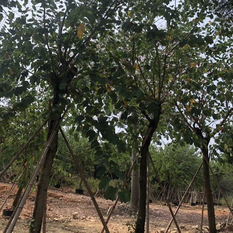 ľ(chng)(yng)ʸߵGҎ(gu)ȫ