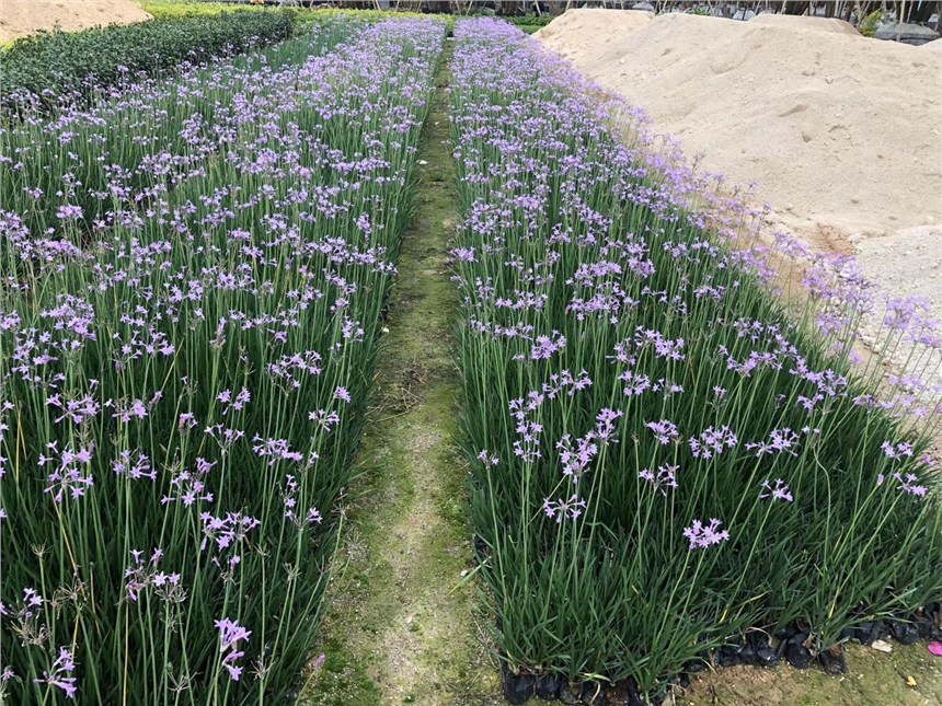 r񹫵Ҏ(gu)RȫϋɻֱN