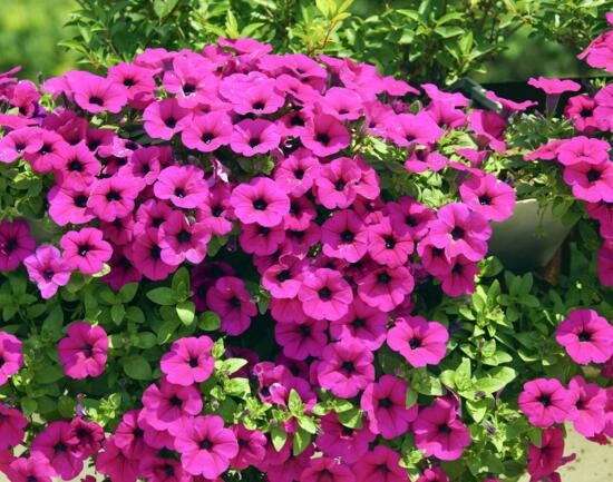 ؛r(ji)(sh)İţoar(ji)