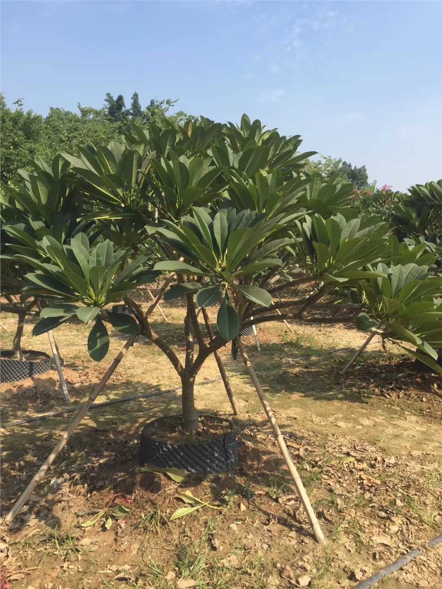 I(y)Nֲ͸ߴuҎ(gu)Rȫ