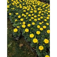 f(wn)۾փr(ji)(yu)|(zh)(yu)´(yng)