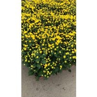 Լһش(yng)r(ji)͵f(wn)۾