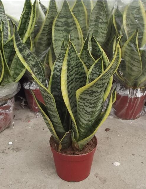 (zhun)I(y)ʿĻƤmݻL(zhng)