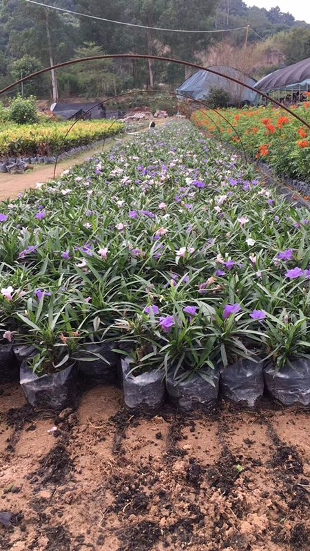 ׷Nֲʸߵ{(ln)򣬽ُ(gu)