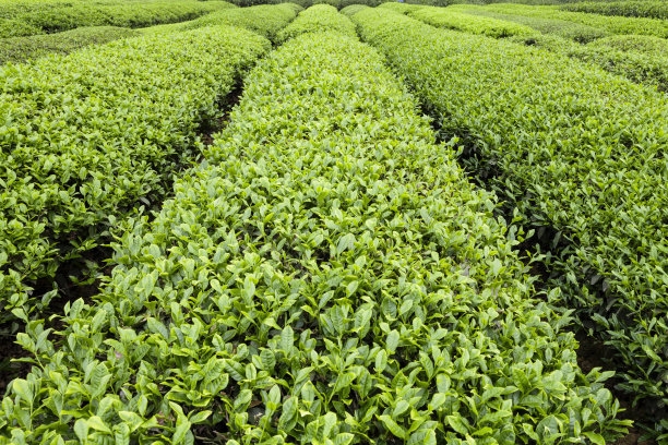 N(xio)ƷNͩr(ji)(yu)