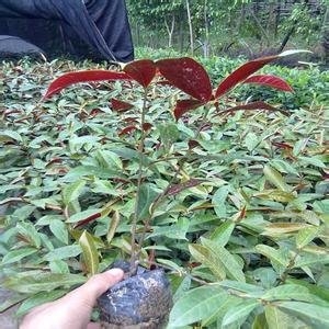 r(ji)(yu)ļt𣬱»؛Դ