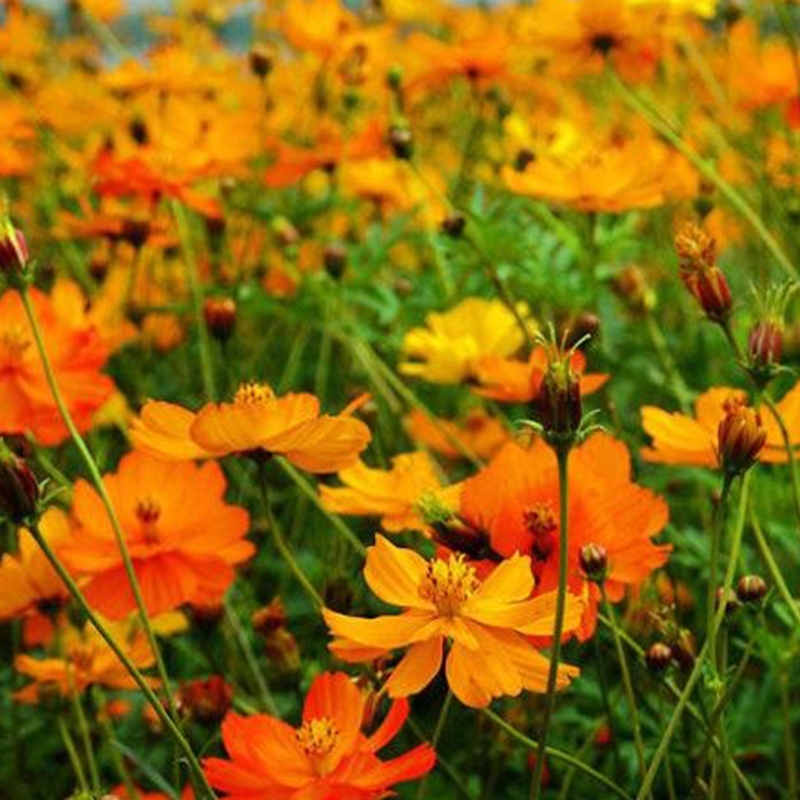 VdB(ti)AշNӴ컨ܳ͟ͺNl(f)нӵVɽޏ;Ġֲ