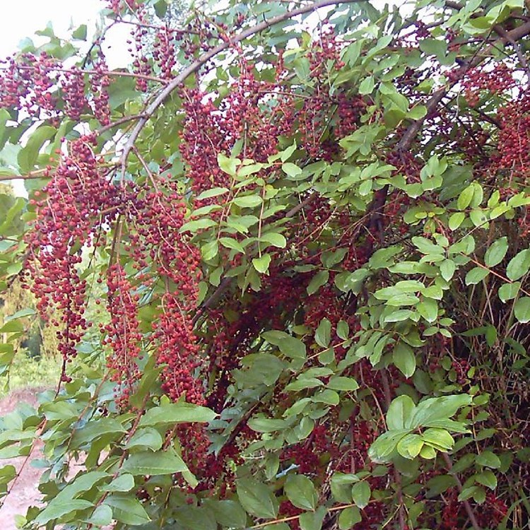 VόRɣNӃro;G߅¾GùľNl