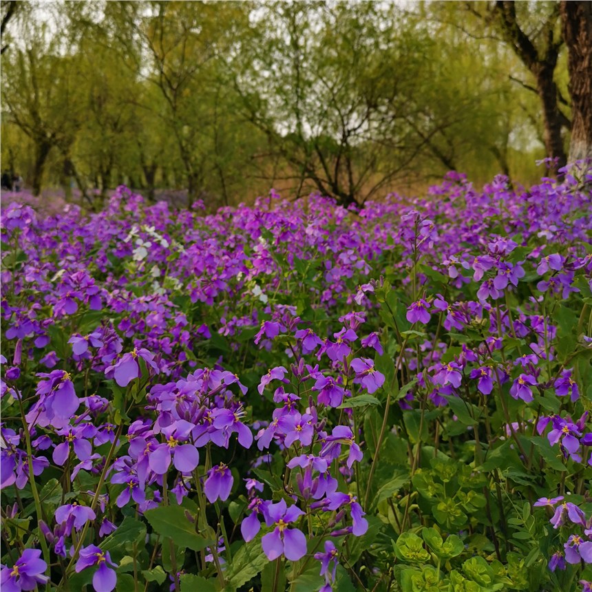 VόmNӃr컨T˻NlнӸٹ·߅¾Ġֲ