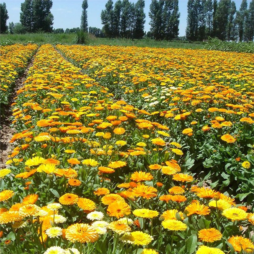 VόKշNӃrнӴ͟ͺܻN߅¾Gl