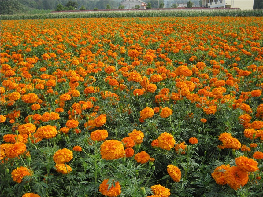 Vόf۾շNӃrнӴͺͺܻNܽػ߅¾Gl