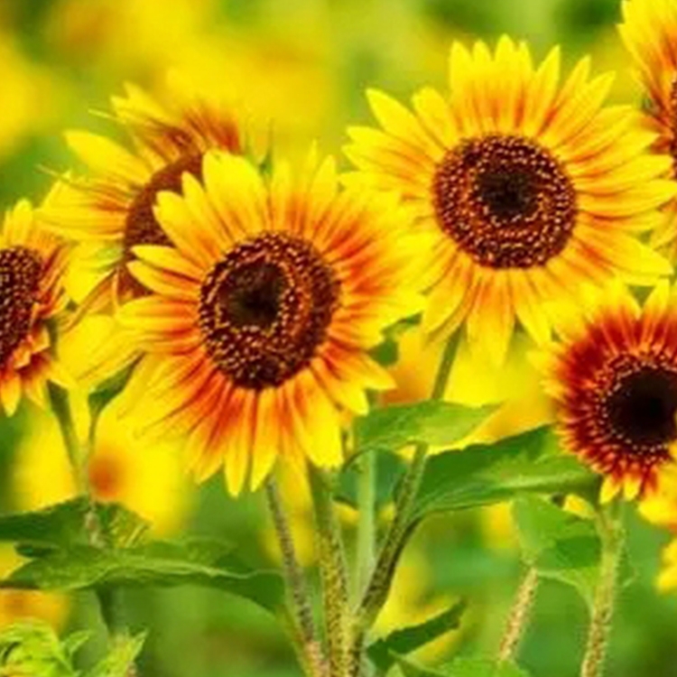 VόdBտNӃrнӴ͟ͺܻN߅¾Gl