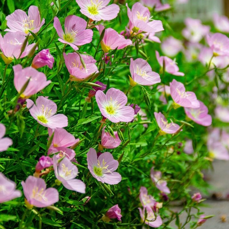 VdB(ti)ҊݷNӃrнӴͺͺܻN߅¾Gl(f)