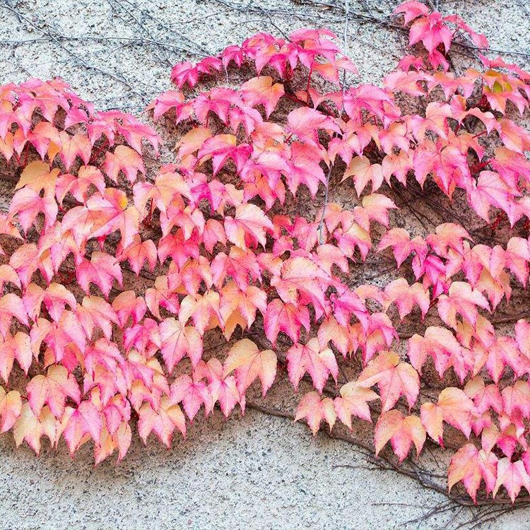 VόdB~\NӃrнӵVɽޏ͸ٹ·߅¾Ġֲ