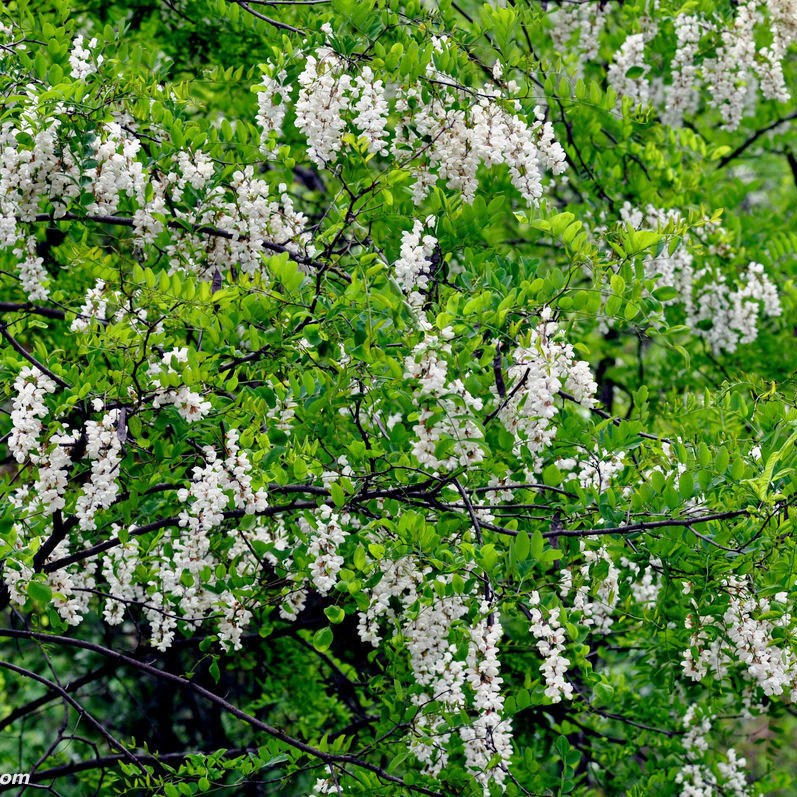 Vό̻NӃro¹ľNlнӸٹ·߅¾Ġֲݳ÷N