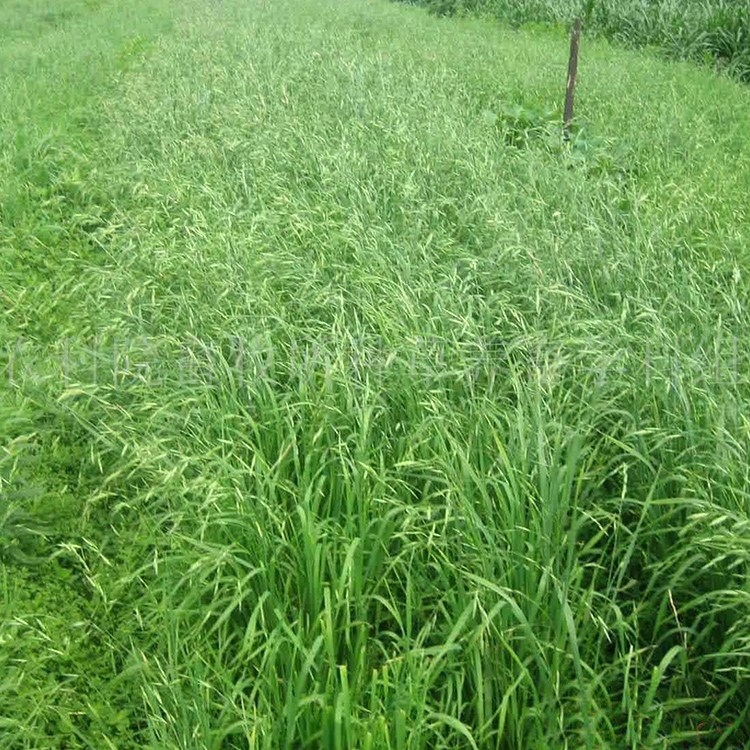 AݷNӃro¹ѲݷNнӵVɽޏ͸ٹ·Lվ߅¾GWֲ