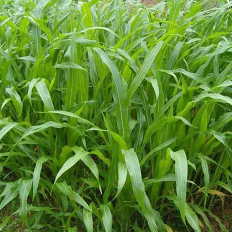 sβݷNӃro;GѲݷNlнӸٹ·߅¾G̒Wֲ