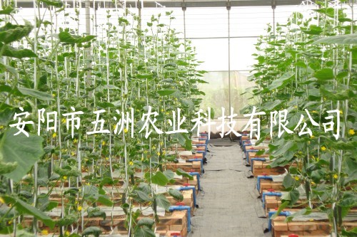 䓹ܟo֧ 䓹ܴ 䓼ܴ